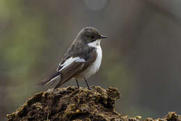 Image of European Pied Flycatcher