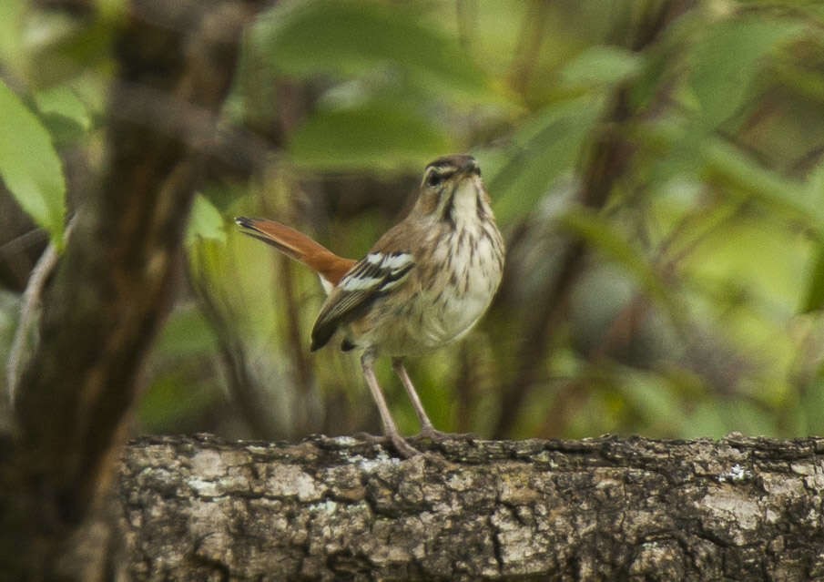 Image of Brown-backed Scrub Robin