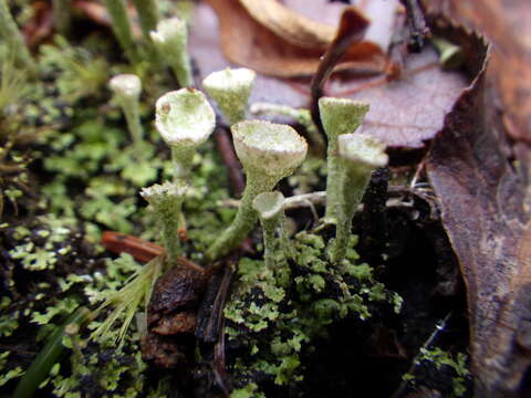 Image of cup lichen