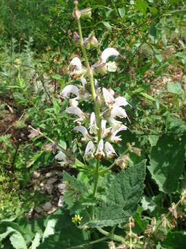 Imagem de Salvia verbascifolia M. Bieb.