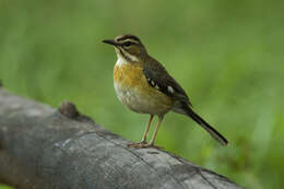 Image of Bearded Scrub Robin