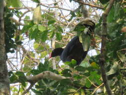 Image of Razor-billed Curassow