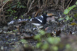 Image of Spotted Forktail