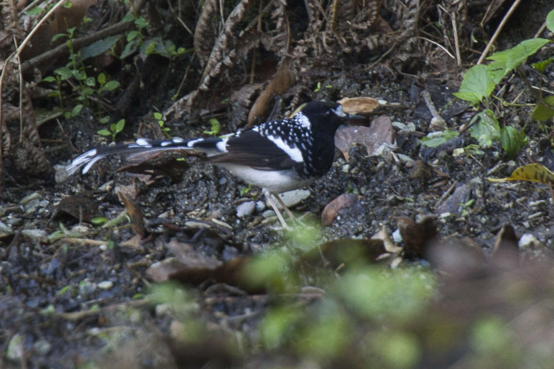 Image of Spotted Forktail