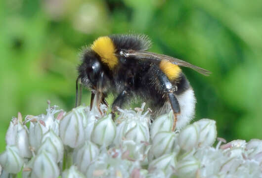 Image of Small garden bumblebee