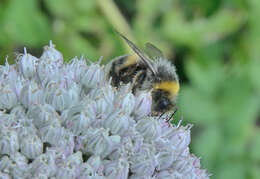 Image of Small garden bumblebee