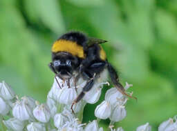 Image of Small garden bumblebee