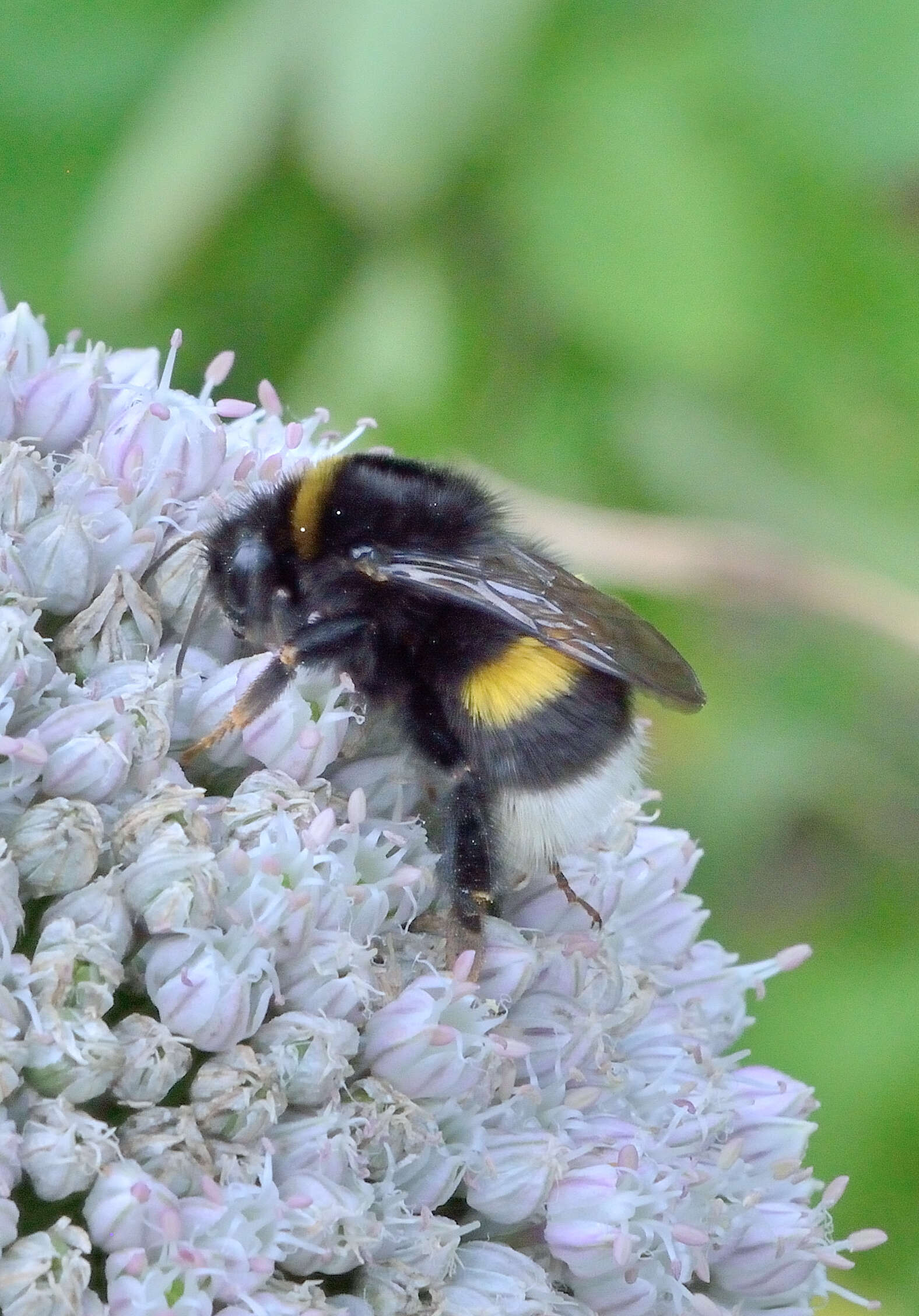 Image of Small garden bumblebee