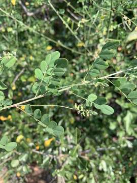 Imagem de Indigofera lupatana Baker fil.