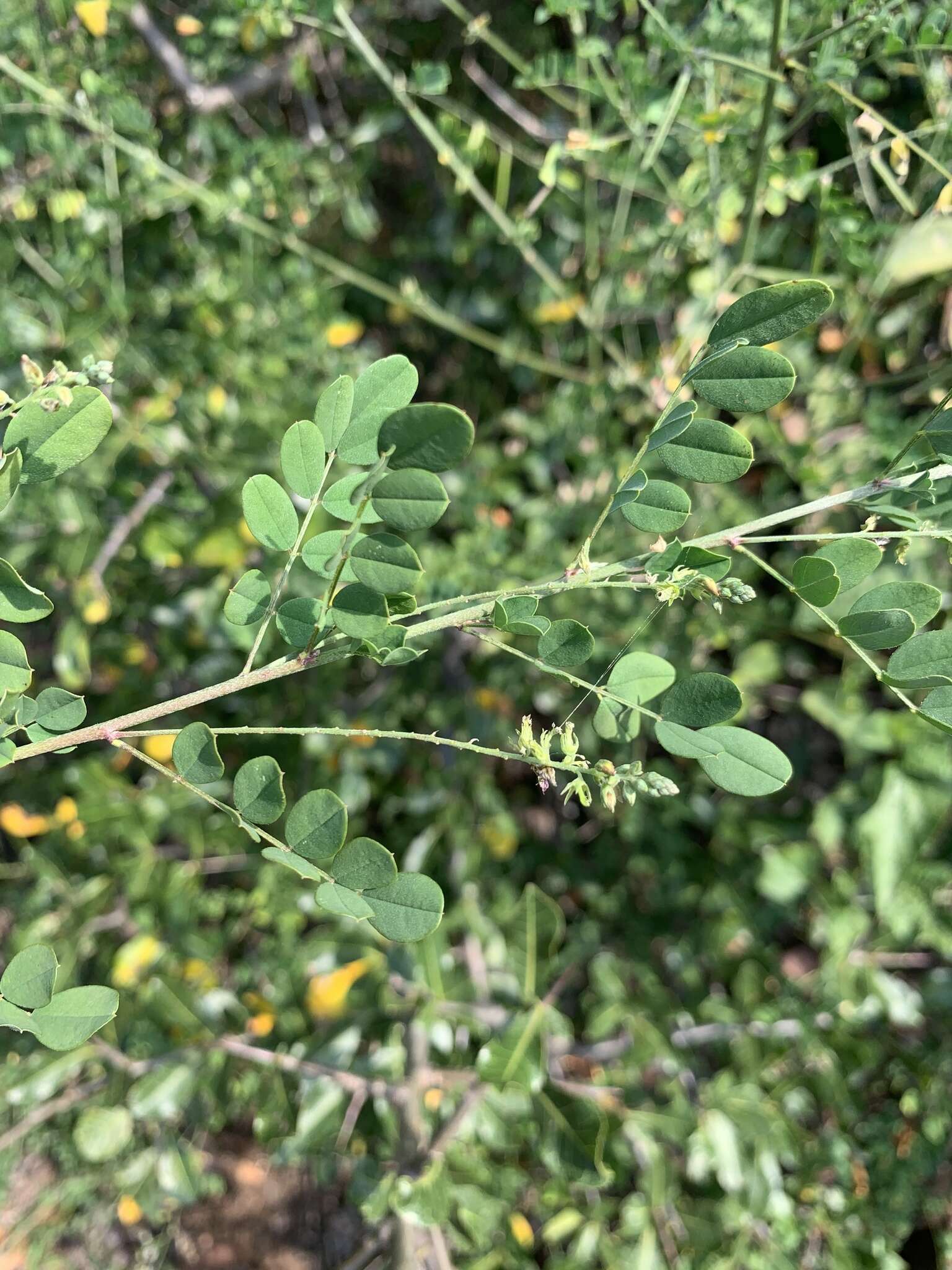 Image of Indigofera lupatana Baker fil.