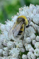 Image of Small garden bumblebee