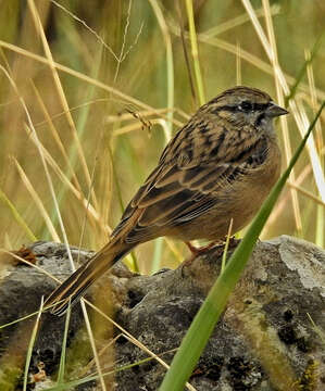 Image of European Rock Bunting