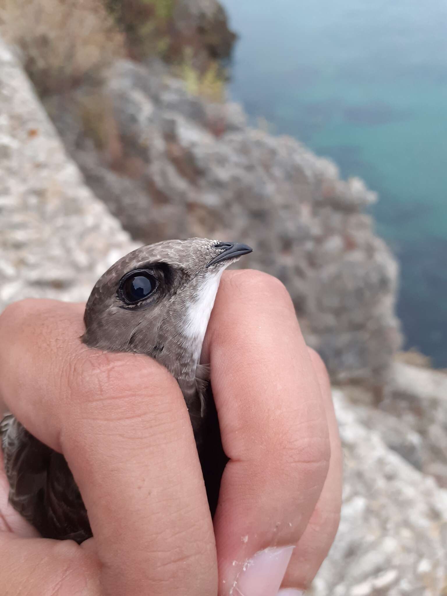 Image of Pallid Swift