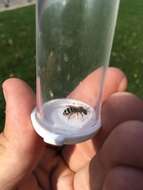 Image of Orange-legged furrow bee