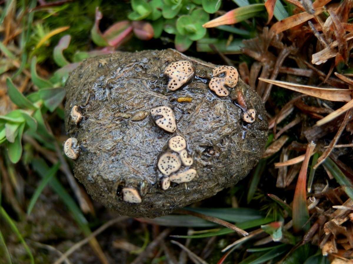 Image of Poronia erici Lohmeyer & Benkert 1988