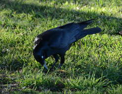 Imagem de Corvus coronoides Vigors & Horsfield 1827