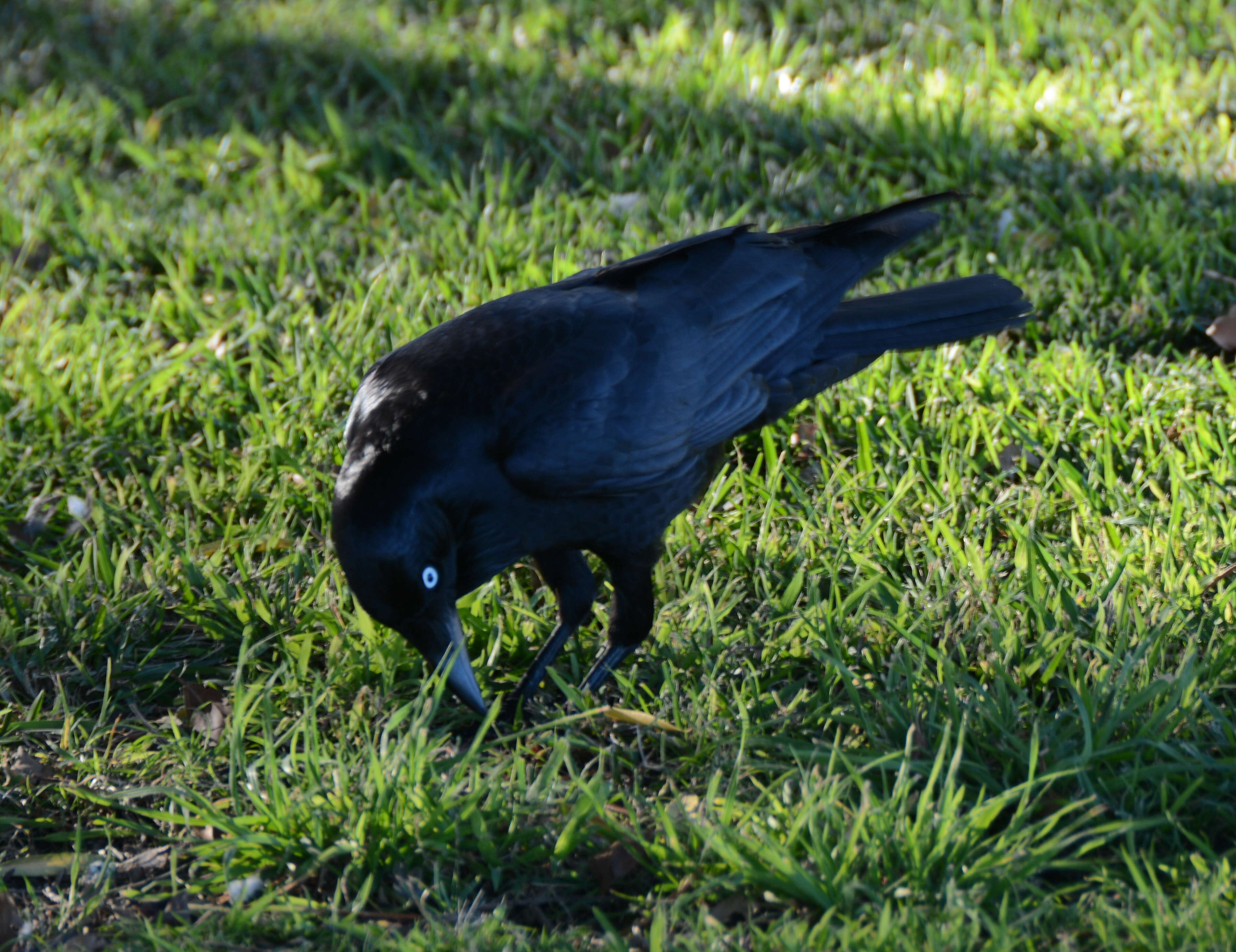 Imagem de Corvus coronoides Vigors & Horsfield 1827