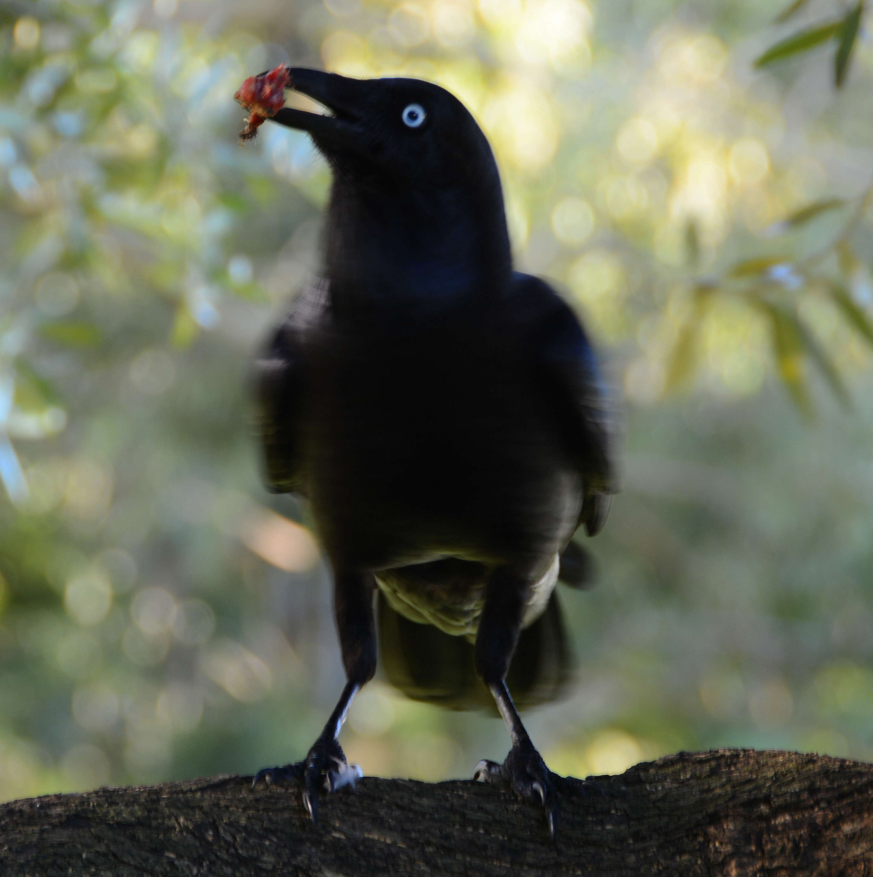 Imagem de Corvus coronoides Vigors & Horsfield 1827