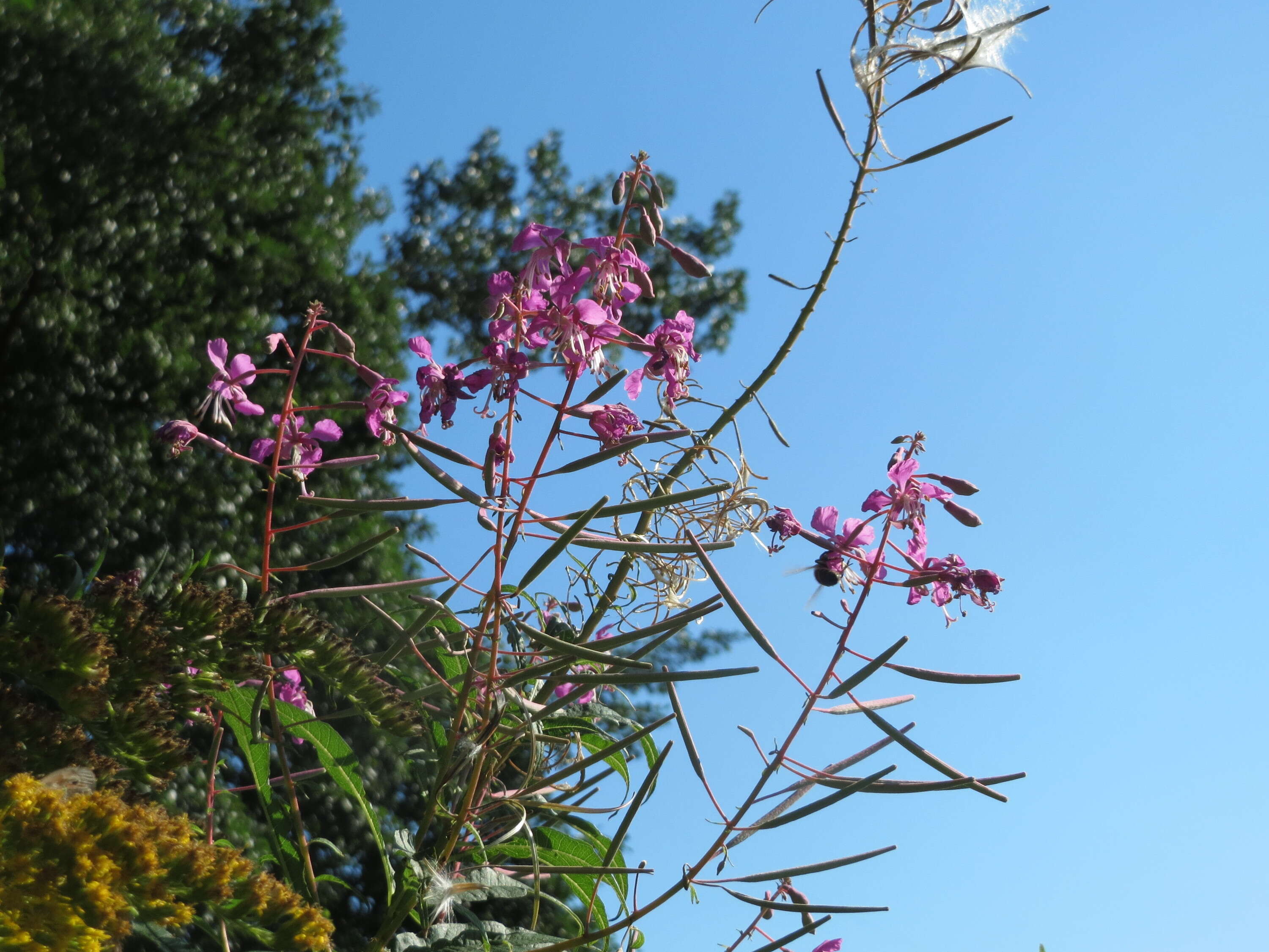 Image of Narrow-Leaf Fireweed