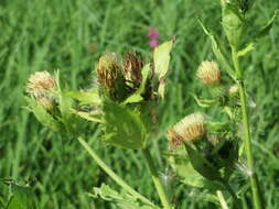 Image of Cabbage Thistle