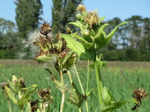 Image of Cabbage Thistle