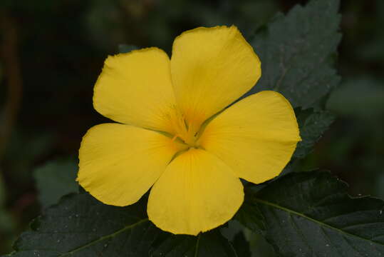 Imagem de Turnera ulmifolia L.