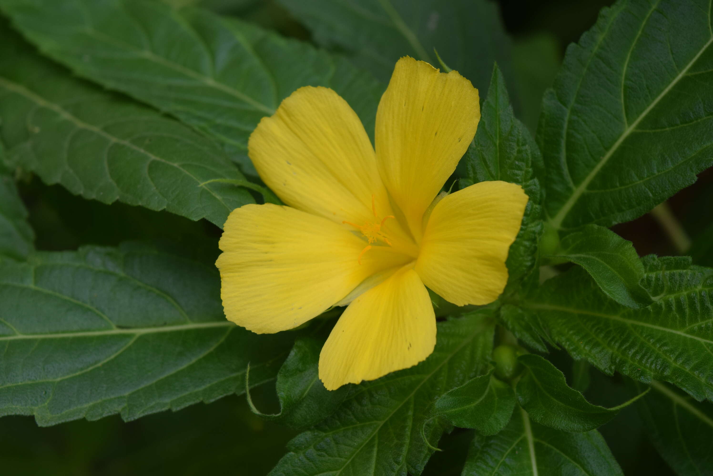 Imagem de Turnera ulmifolia L.