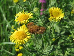 Image of common fleabane