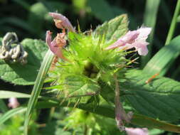 Image of Common hemp nettle