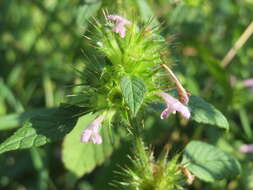 Image of Common hemp nettle