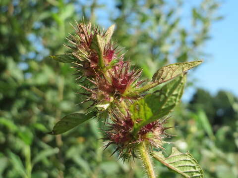 Image of Common hemp nettle