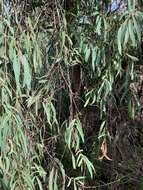 Image of river peppermint gum