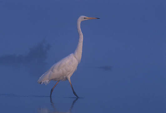 Image of Great Egret