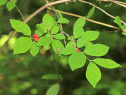 Image of Lonicera praeflorens Batalin