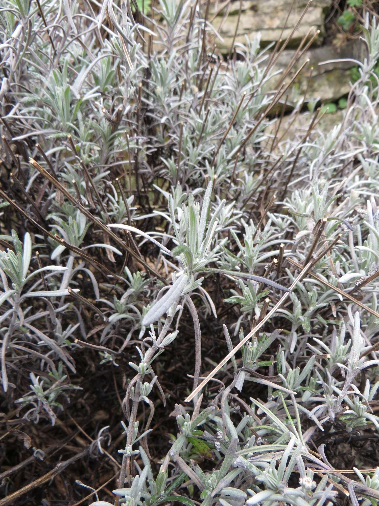 Image of English Lavendar