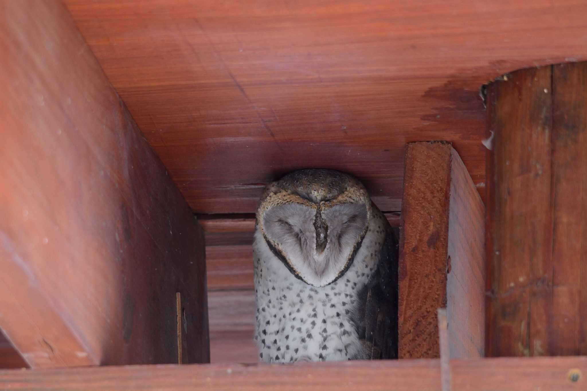 Tyto alba poensis (Fraser 1843) resmi