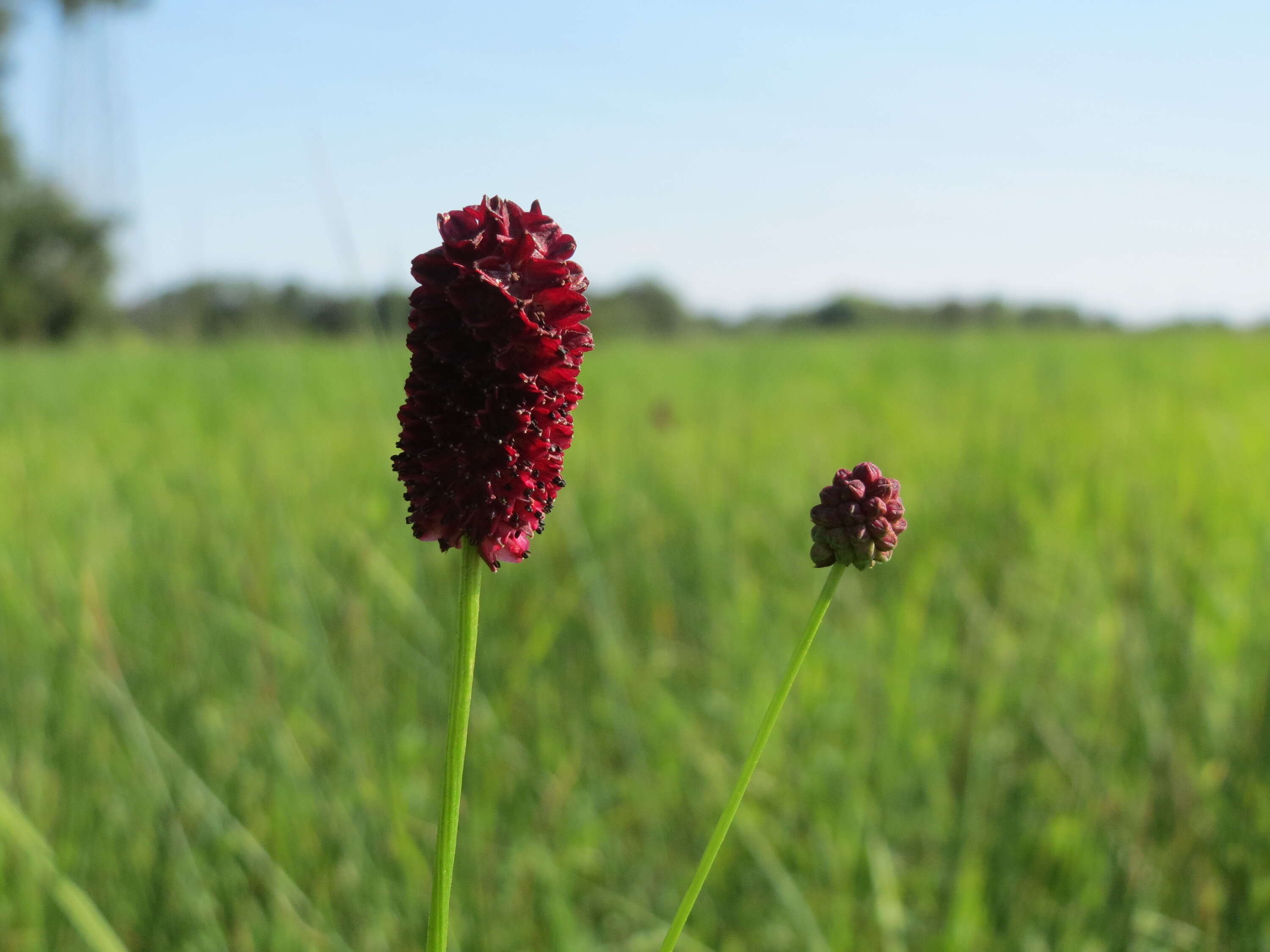 Image de Sanguisorbe officinale