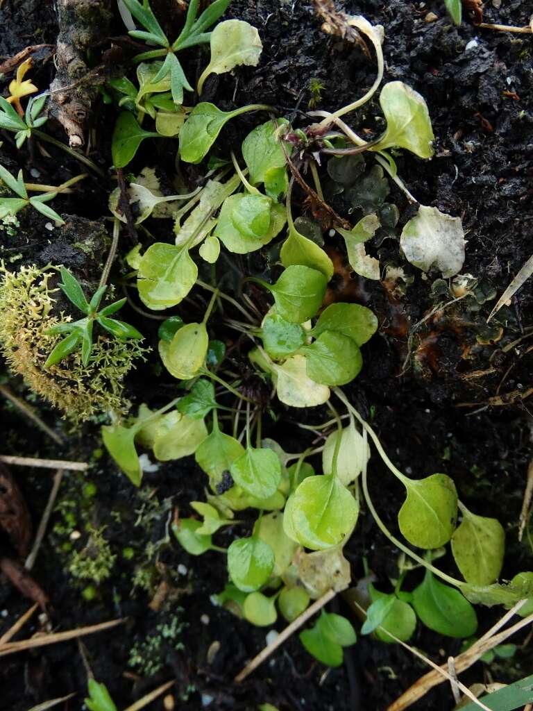 Image of Viola cunninghamii Hook. fil.