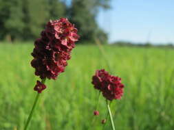 Image of Great Burnet