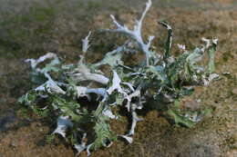 Image of Herre's ragged lichen