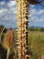 Image of Dipsacus fullonum