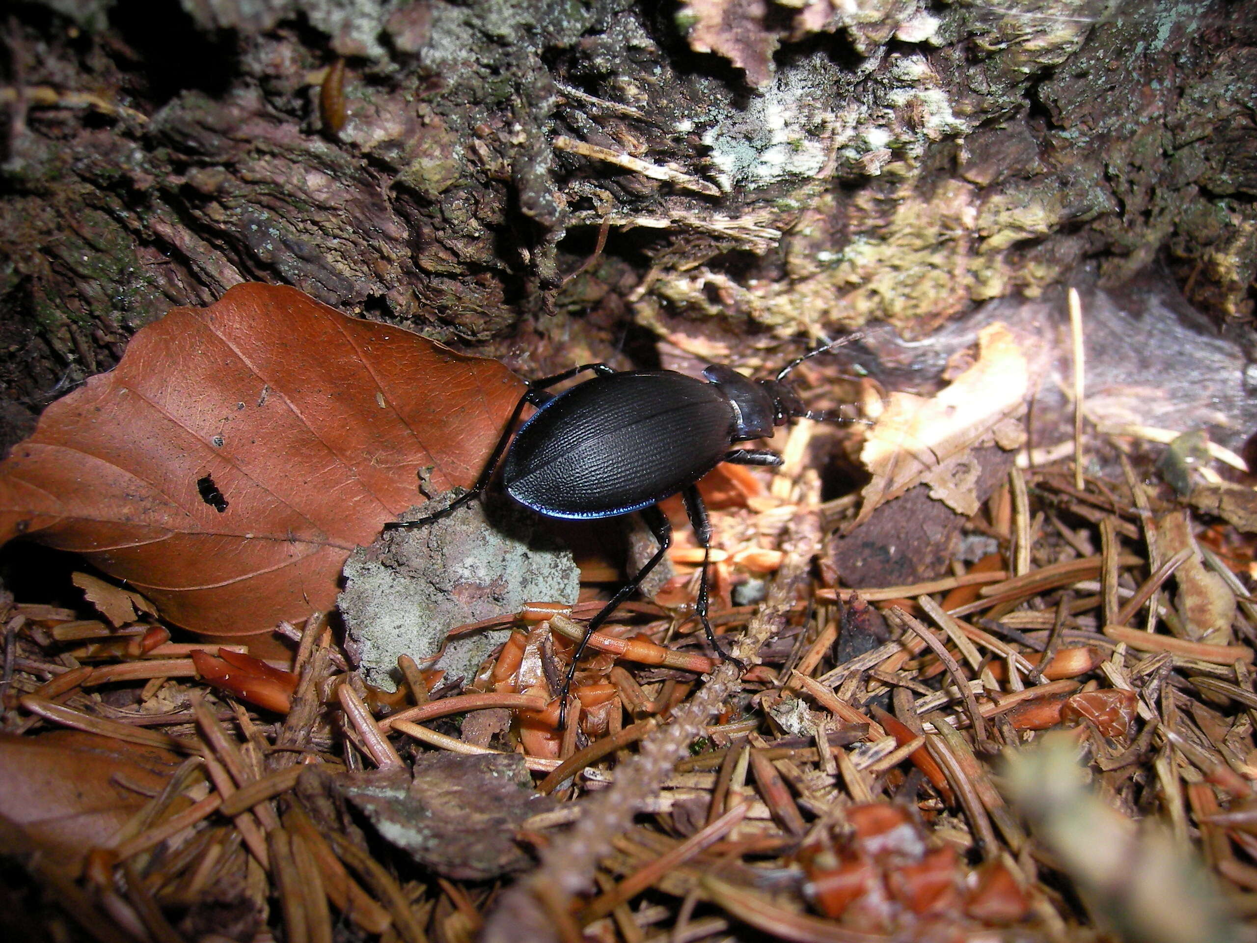 Image of Violet Ground Beetle