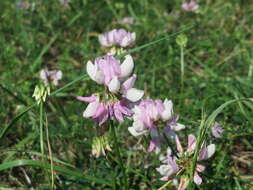 Image of crown vetch