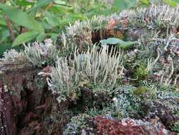 Image of cup lichen