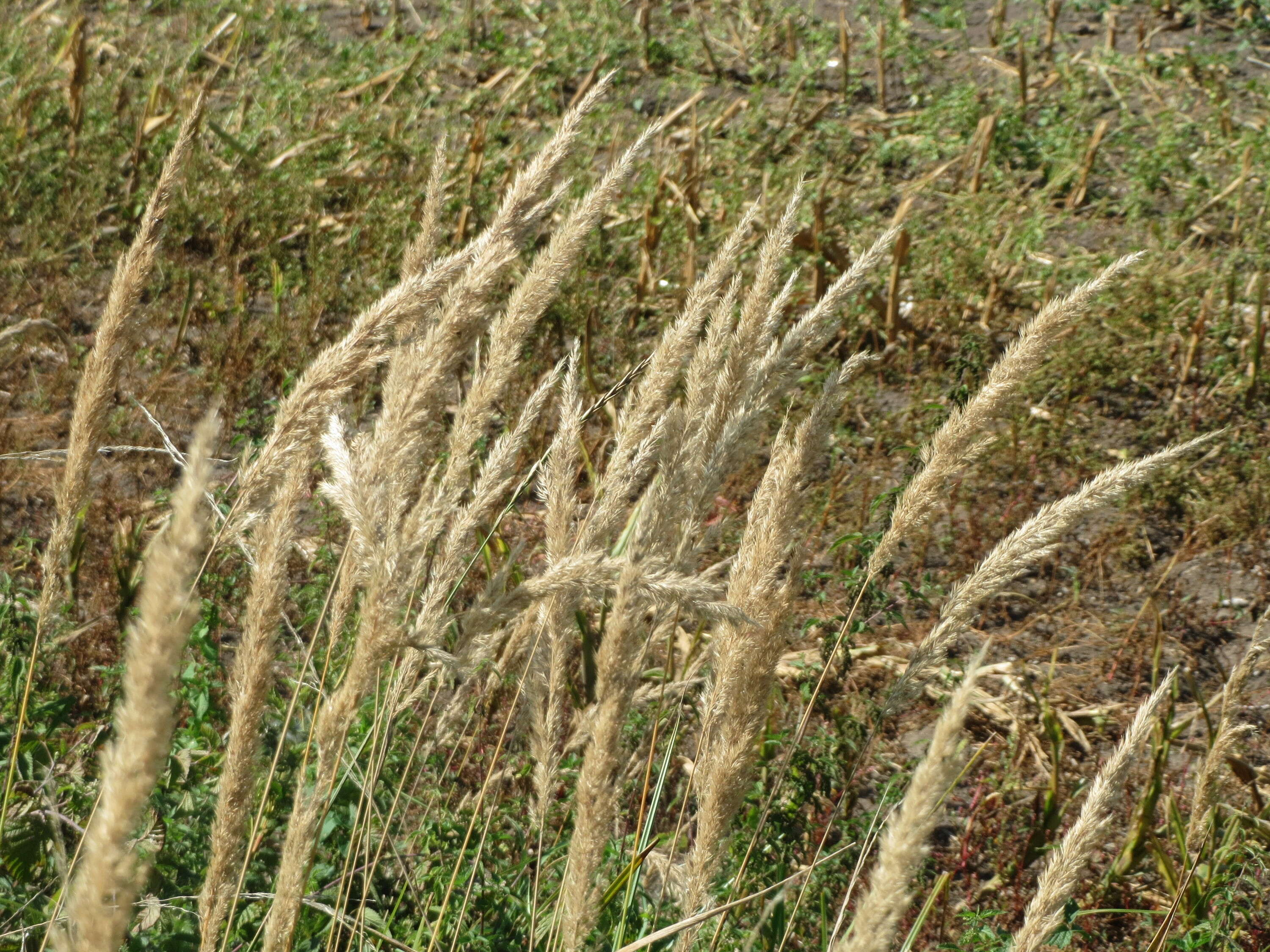 Imagem de Calamagrostis epigejos (L.) Roth