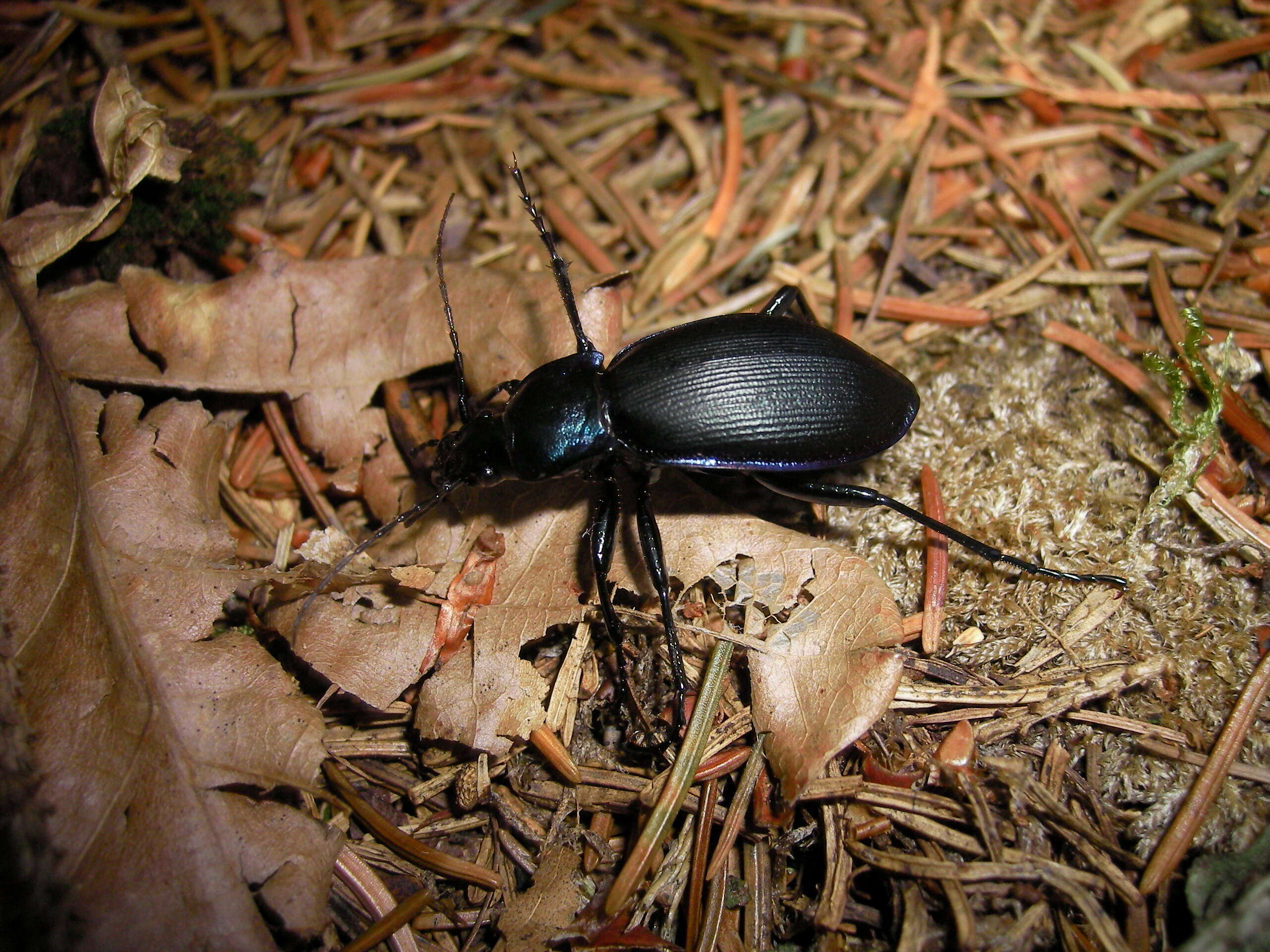 Image of Violet Ground Beetle