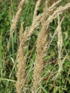 Imagem de Calamagrostis epigejos (L.) Roth