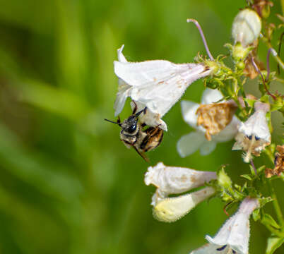 Image of Eucera dubitata (Cresson 1879)