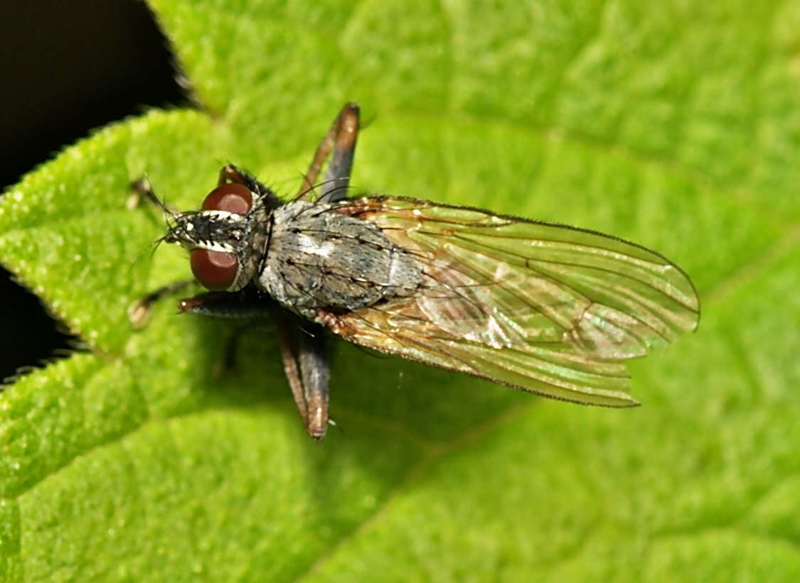 Image of root-maggot flies