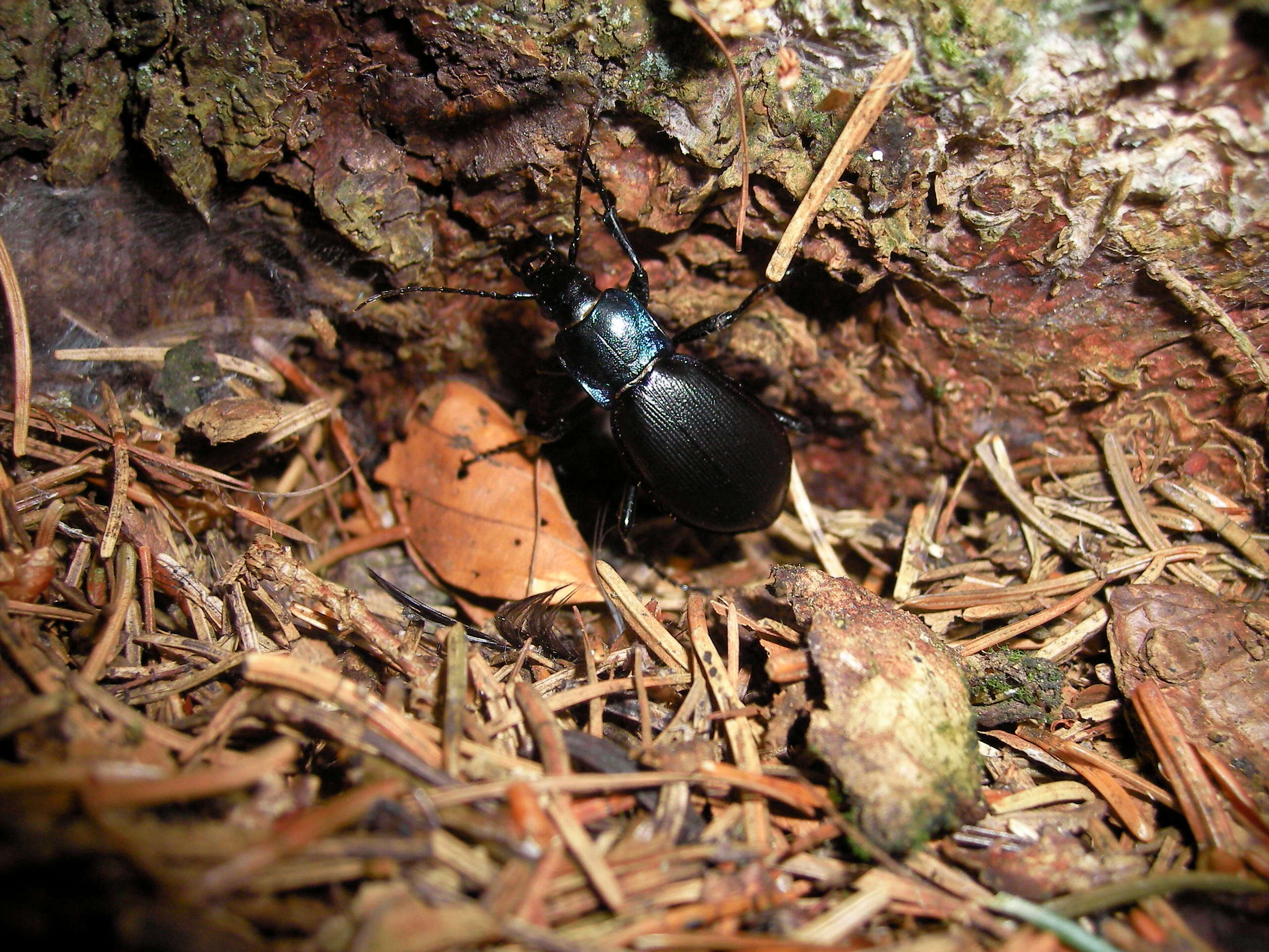 Image of Violet Ground Beetle